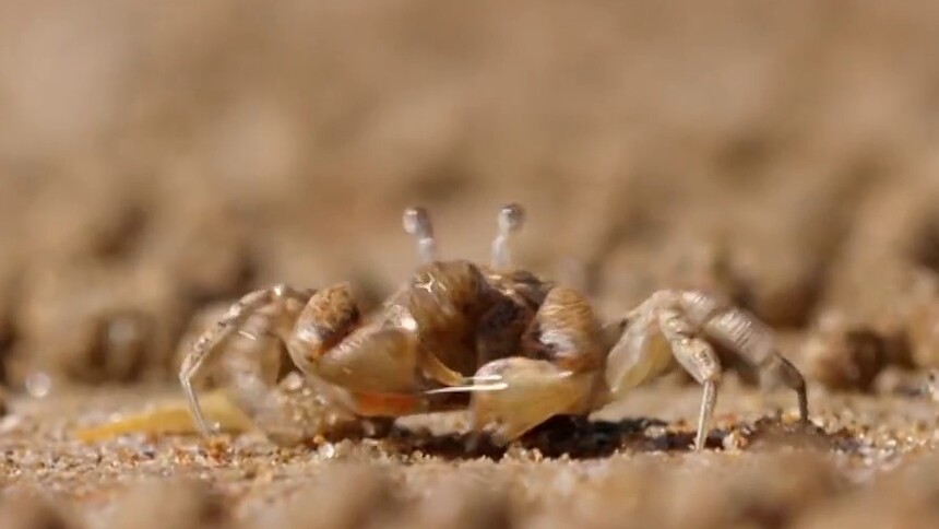 螃蟹为什么要搓沙球？