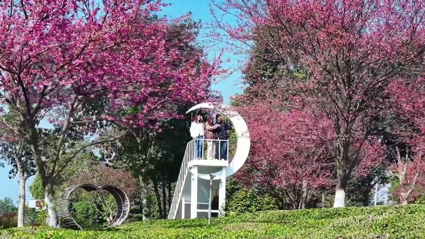 安徽黄山：春染樱花映茶园