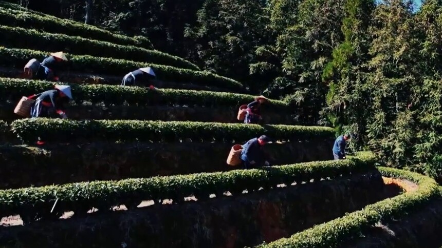 千城百县看中国丨福建周宁：春茶染翠采撷忙