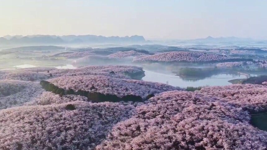 贵州：樱花似海 春满大地