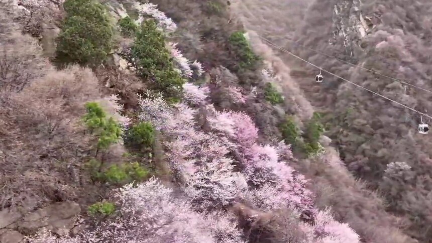 西岳华山：半山桃花半山雪  春色雪景相映来