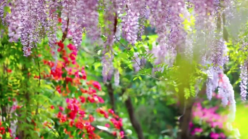 千城百县看中国·赏花季丨福建德化：春日紫韵引客来