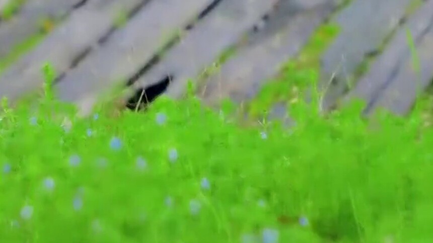 《朗州雨》与常德的雨天太适配了