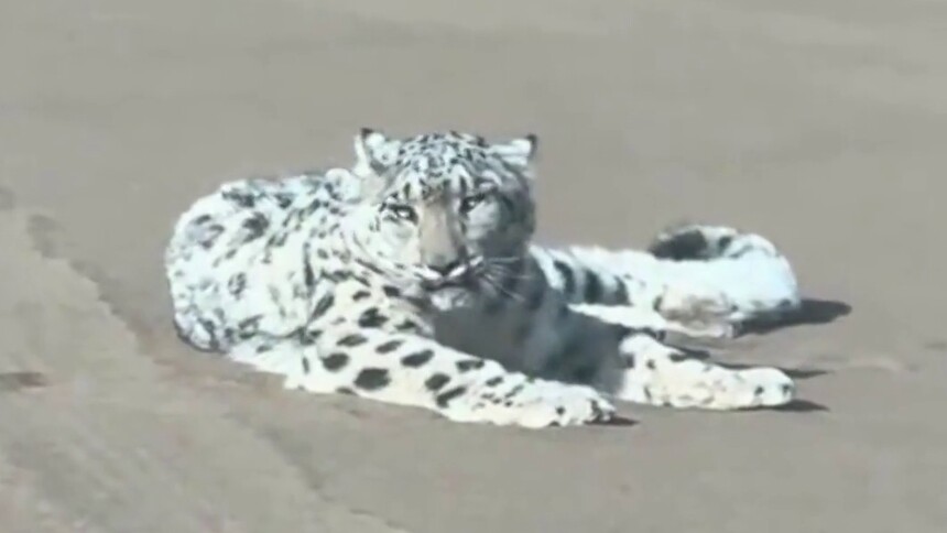 雪豹怎么会跑到沙漠里去呢？