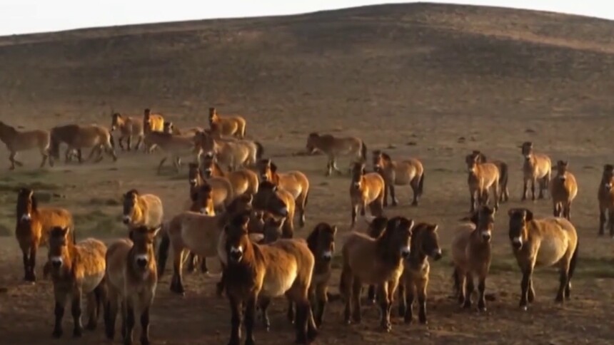 蒙古野驴和普氏野马有什么区别