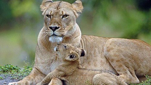 猫科动物实力排名_猫科动物大小排名图片(3)