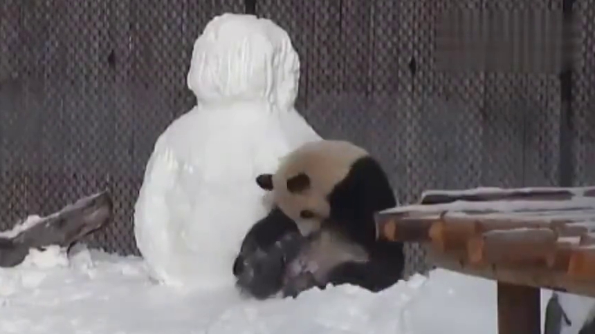 【感觉自己萌萌哒】“功夫熊猫”的雪场show time！十八般武艺根本停不下来