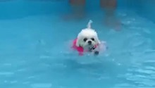 正宗狗刨教学 汪中电动小马达
