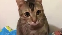 那只超讨厌偷拍的猫又来了！