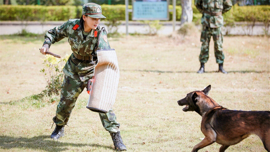 神犬20171201期:张馨予惨遭群犬撕咬倒地 姜潮克服恐高挑战自我-综艺