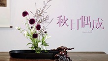 用一束花的时间与生活和解吧