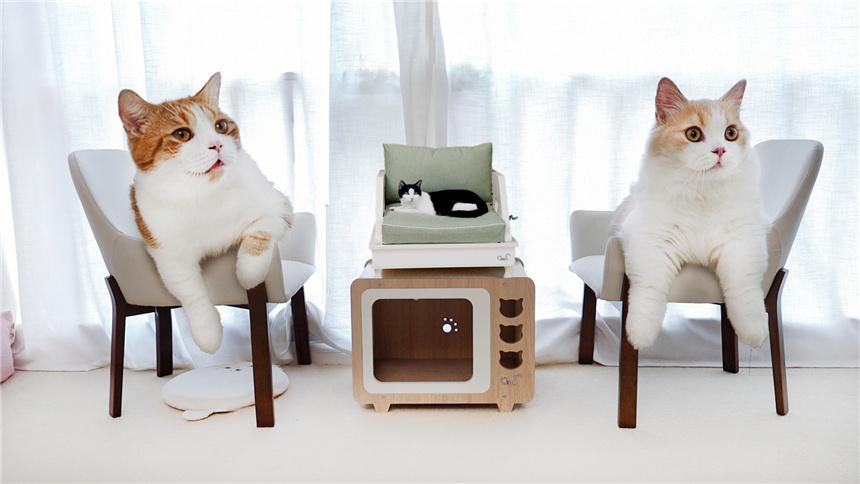 花7000元猫房大改造 让人类嫉妒的豪华家具 猫咪感动哭了 综艺 热门节目大全 芒果tv
