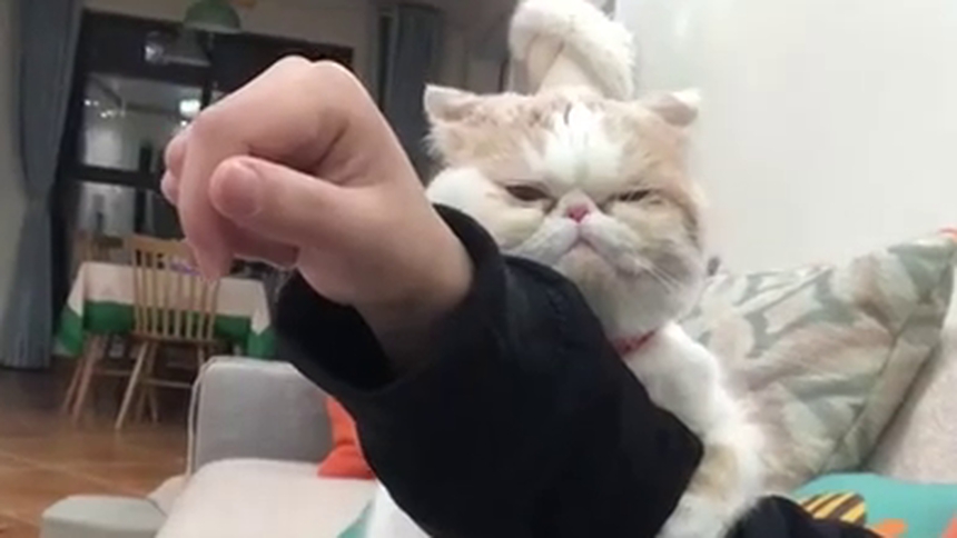 网友出差一个月回来，猫咪这样欢迎他