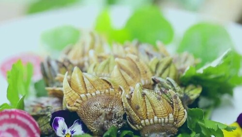 藤壶笔架的做法