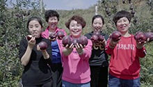 科技让礼县苹果更甜蜜