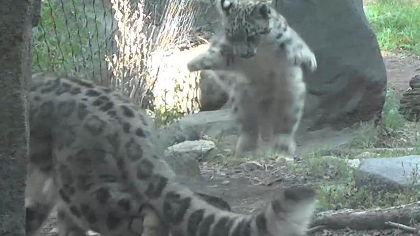 雪豹 雪豹宝宝大尾巴 我来啦 最新高清视频在线观看 芒果tv