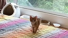 父母瞒着你偷偷养猫