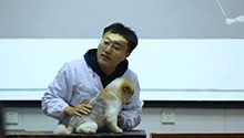 小狗躁狂如何安抚？