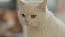 “和猫住”流浪猫领养救助平台