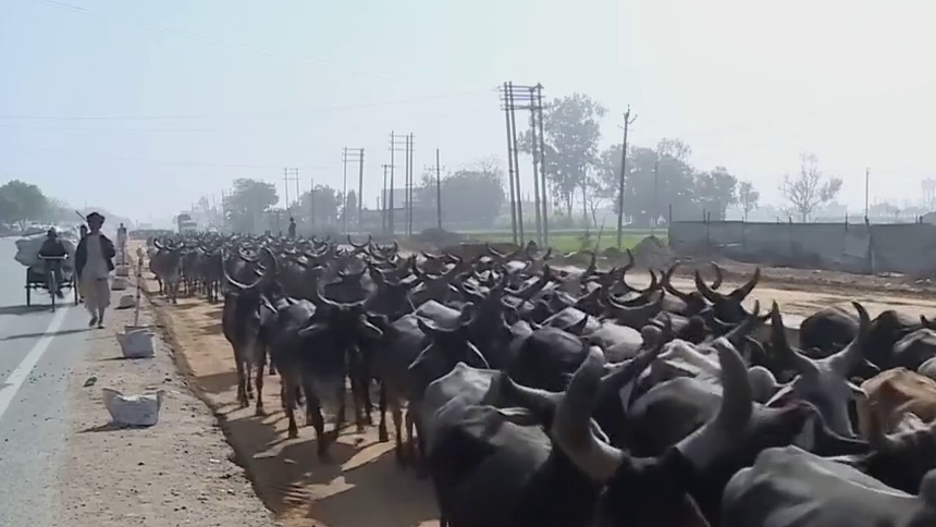 印度推出本国产牛疙瘩皮肤病疫苗