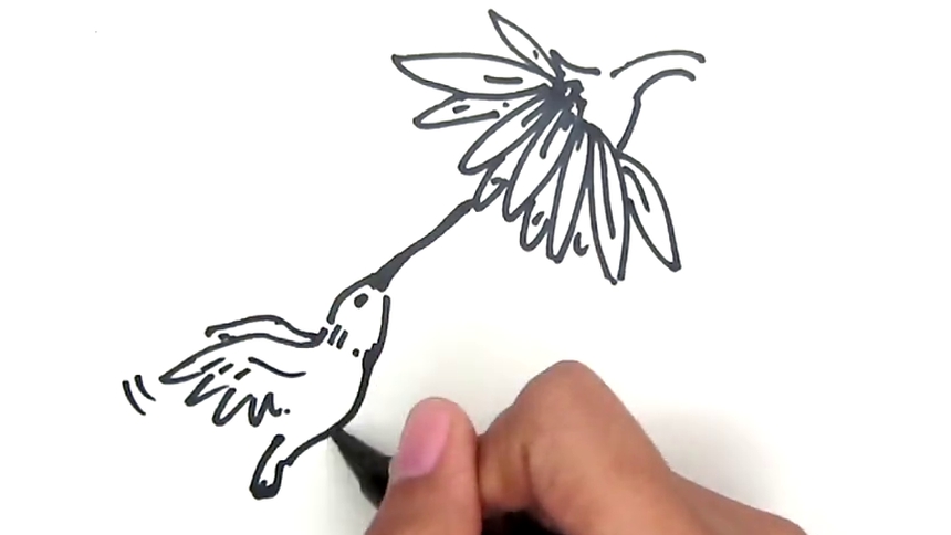 第60集 蜂鸟