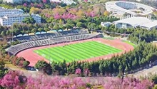 冬日到大理赴一场浪漫的樱花之约