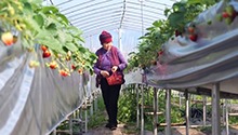 桑植县：长在“空中”的草莓 一抬手就能摘到