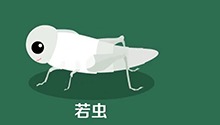 若虫
