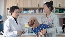 狗狗口腔公开课