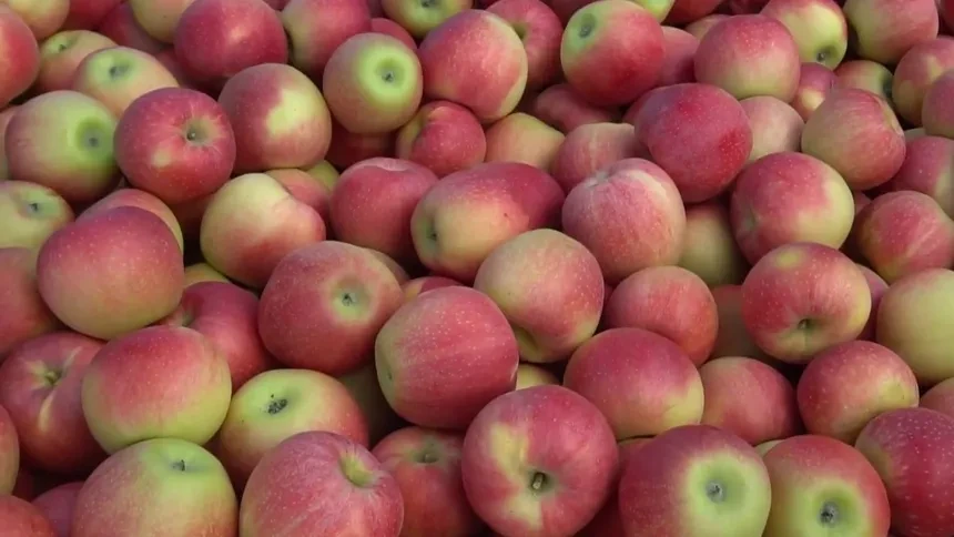 陕西千阳:矮砧苹果采摘忙 振兴路上果香飘