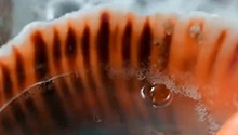 渤海