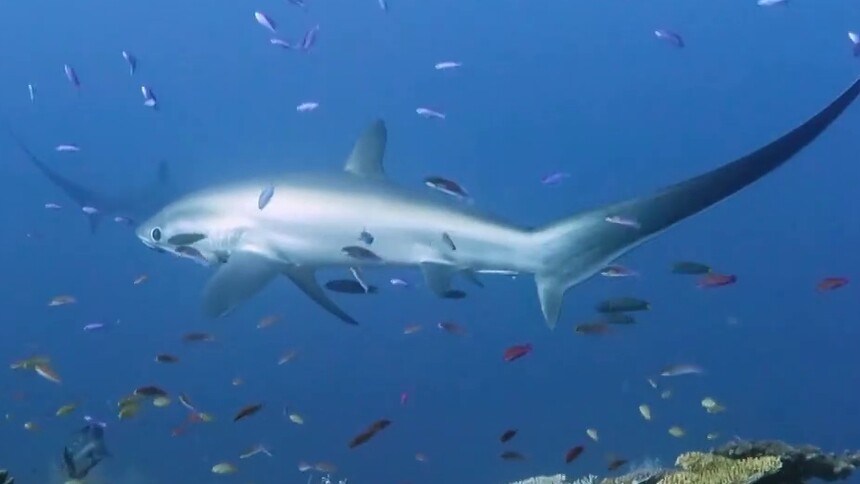 鲨鱼到底是什么样的存在？