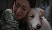 揭养宠家庭面对宠物生病的真实境况