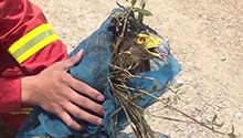 娄底：地灾演练中救助国家二级保护动物蛇雕