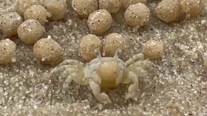 螃蟹为什么要搓沙球呢？