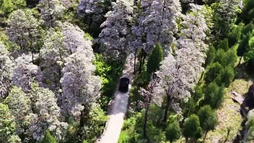千城胜景｜枣庄山亭：楸树花开漫山野