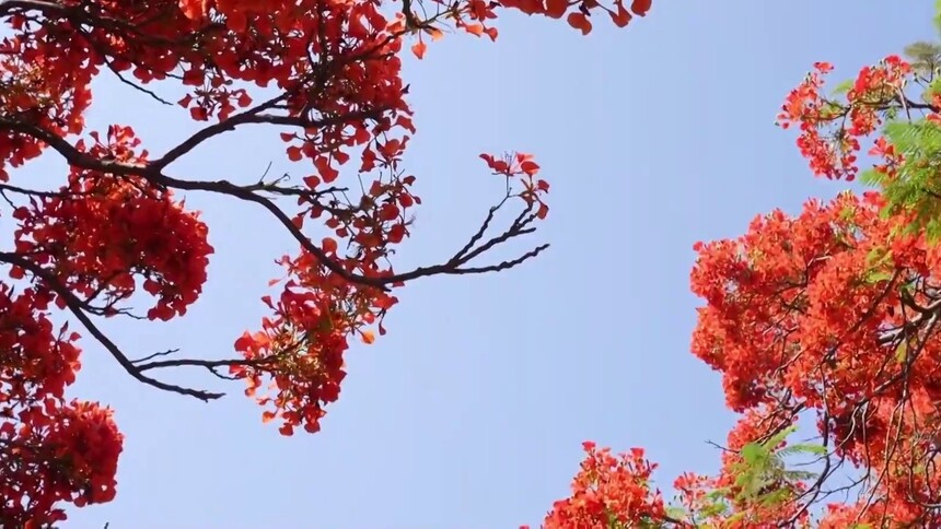 美丽中国行｜四川攀枝花：红花映钢骨 老工矿区蝶变网红花海