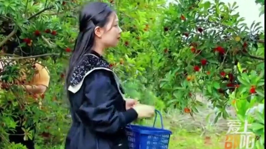 梅好流泽 甜蜜相约 邵东流泽的杨梅熟啦 邀您来采摘
