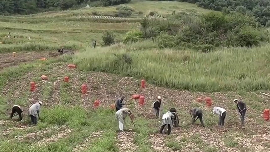 贵州威宁：马铃薯破土成“金”收获忙