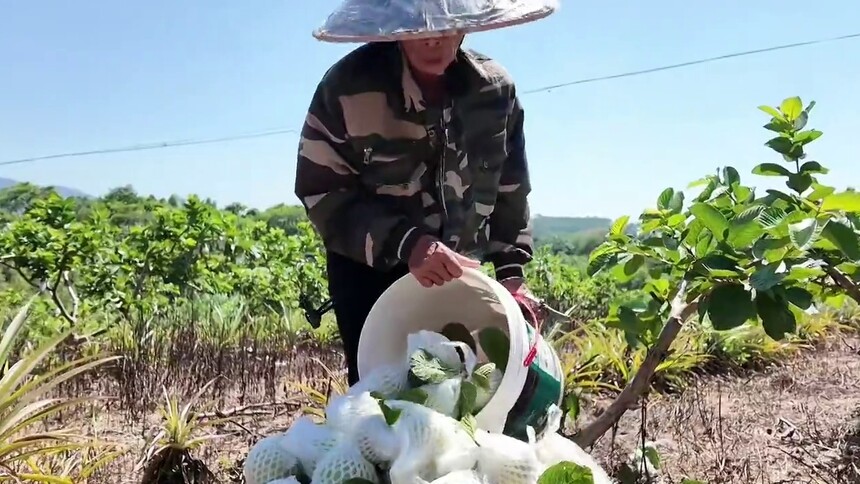 千城百县看中国｜广东阳西：特色佳果飘香田园