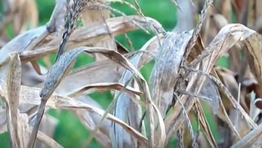 白露：专家提示防燥润肺 滋阴保暖