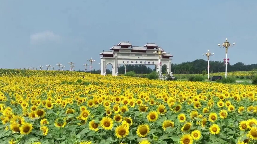 千城胜景｜吉林农安：太平池向日葵花海盛放