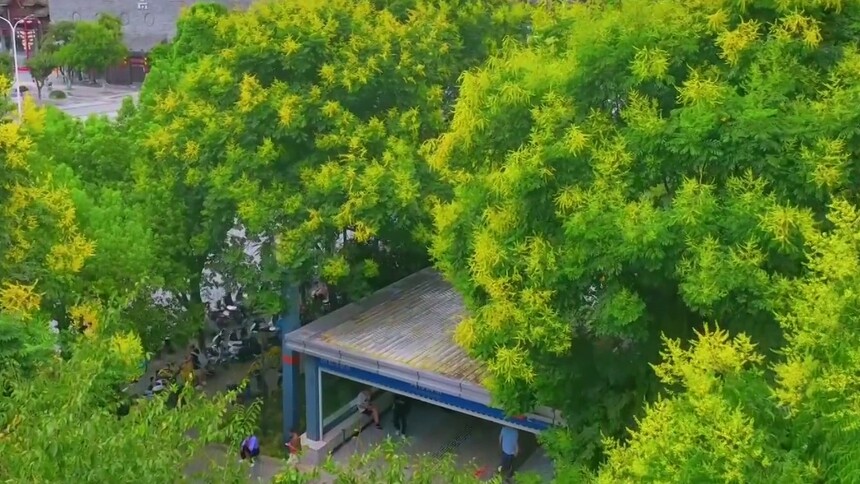 栾树花开染江城 地铁串联城市秋景