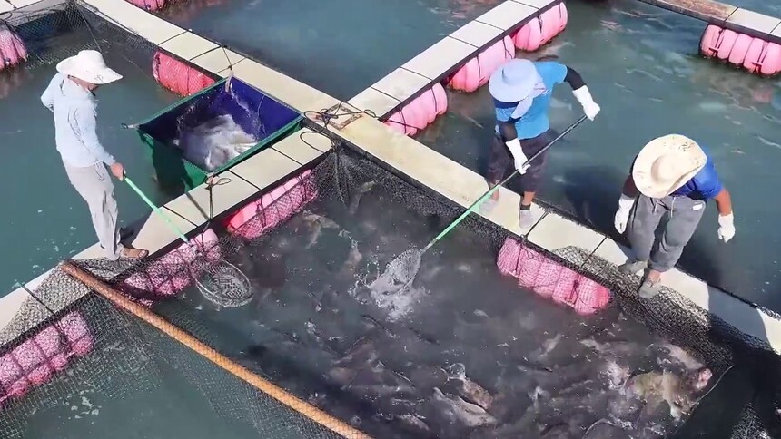 万里边疆行｜“养海护海” 福安宁海村的绿色转身