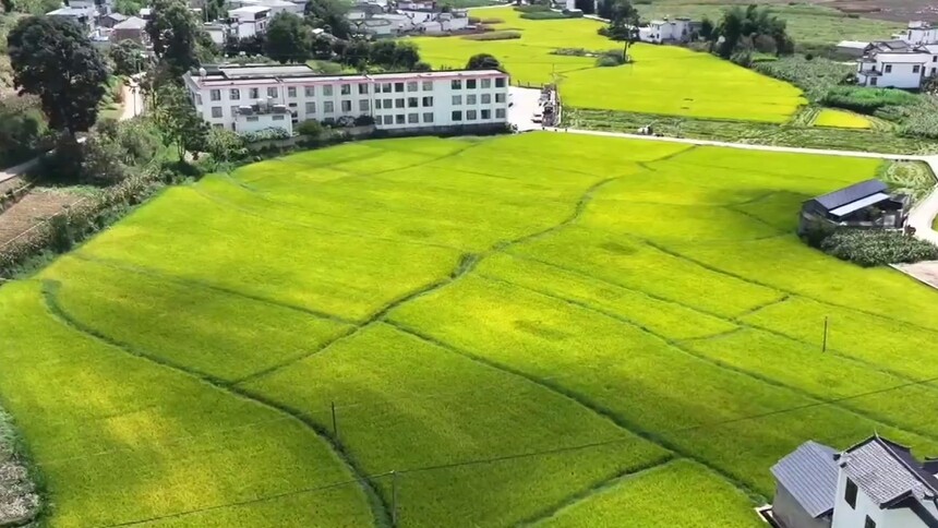 云南施甸：杂交水稻繁育基地迎丰收