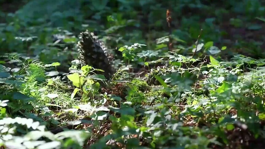 千城胜景｜吉林敦化：秋山采松塔 林海获丰收